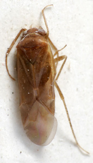 Psallus laticeps, AMNH PBI00240236