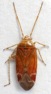 Psallus lucanicus, AMNH PBI00240925