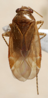 Psallus nipponicus, AMNH PBI00240688