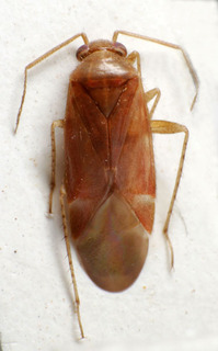 Psallus pinicola, AMNH PBI00240250