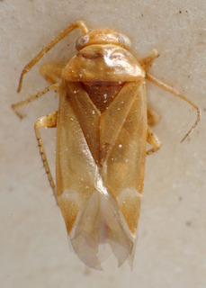 Psallus sachaensis, AMNH PBI00240253