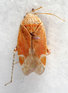 Psallus turcicus, AMNH PBI00240233