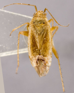 Tragiscocoris fieberi, AMNH PBI00248626