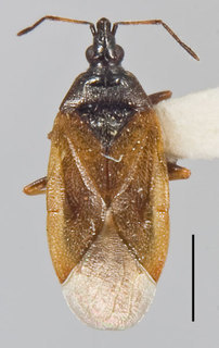 Acompocoris lepidus, AMNH ENT00024197