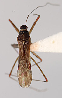 Arachnocoris eberhardi, AMNH ENT00024223