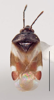 Chinaola quercicola, AMNH ENT00024190