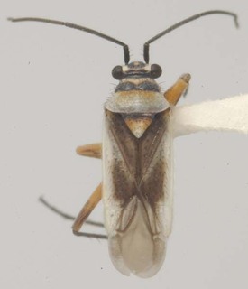 Hadronema bispinosum, AMNH PBI00065339