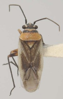 Hadronema bispinosum, AMNH PBI00065395