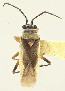Hadronema bispinosum, AMNH PBI00070384