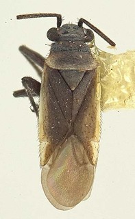 Hadronema breviatum, AMNH PBI00070385