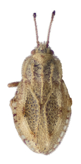 Inoma innamincka, AMNH PBI00013137