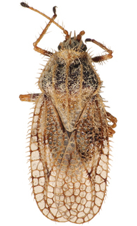 Inoma kalbarri, AMNH PBI00013124
