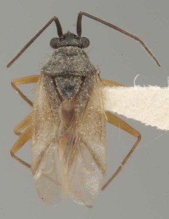 Scutomiris setosus, AMNH PBI00079827