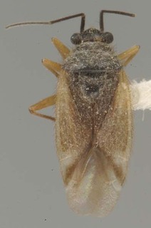 Scutomiris setosus, AMNH PBI00079828