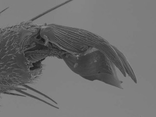 Scutomiris setosus, AMNH PBI00079855