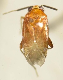Campylomma citrinella, AMNH PBI00085353