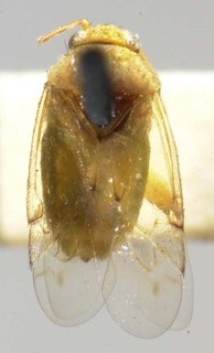 Campylomma selecta, AMNH PBI00085354