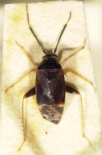 Chinacapsus atlanticus, AMNH PBI00085358
