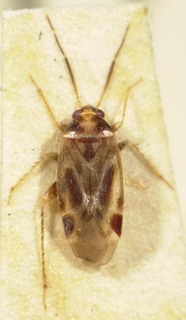Chinacapsus similis, AMNH PBI00085387