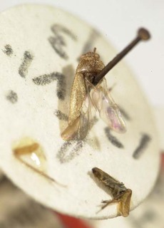 Chrysochnoodes vestitus, AMNH PBI00085390