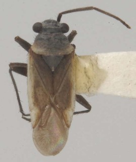 Hadronema breviatum, AMNH PBI00103893