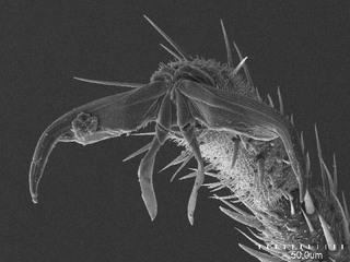Hadronema mexicanum, AMNH PBI00104707