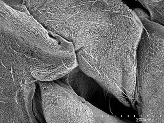 Hadronema simplex, AMNH PBI00105671