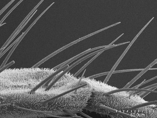 Hadronema simplex, AMNH PBI00105671