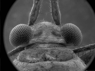 Tupimiris scutellatus, AMNH PBI00105588