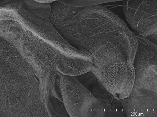 Hadronema bispinosum, AMNH PBI00106950