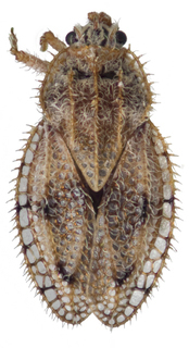 Inoma kalbarri, AMNH PBI00179750