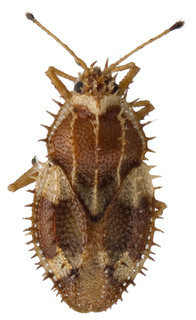 Inoma multispinosa, AMNH PBI00191283