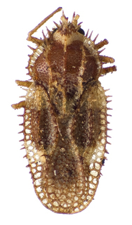 Inoma multispinosa, AMNH PBI00201268