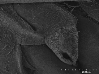 Orthotylus marginalis, AMNH PBI00107036