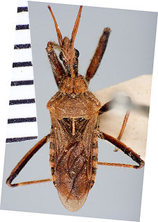 Aprepolestes albiscutum, AMNH PBI00170747