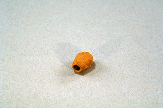 Pison cressoni, AMNH HYM00001158