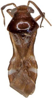 Arafuramiris heath, AMNH PBI00088832