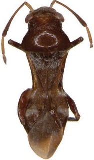 Arafuramiris heath, AMNH PBI00088840