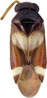 Ausejanus cordatus, AMNH PBI00196683