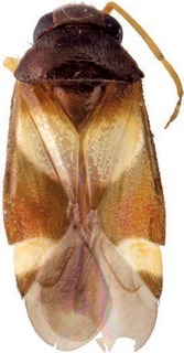 Ausejanus cordatus, AMNH PBI00196690