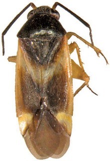 Ausejanus femoralis, AMNH PBI00089915