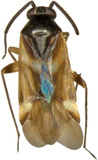 Ausejanus femoralis, AMNH PBI00272645