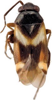 Ausejanus iris, AMNH PBI00108572