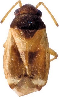 Ausejanus luteoelytratus, AMNH PBI00273399