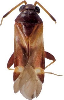 Ausejanus macrozonata, AMNH PBI00195679