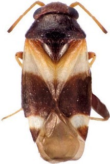 Ausejanus macrozonata, AMNH PBI00195680