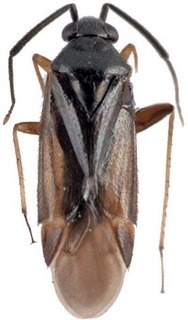 Ausejanus mcdonaldi, AMNH PBI00272533