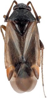 Ausejanus mcdonaldi, AMNH PBI00272559