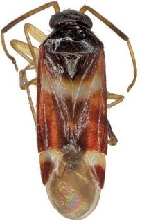 Ausejanus meridionalis, AMNH PBI00272862