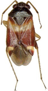 Ausejanus meridionalis, AMNH PBI00273053
